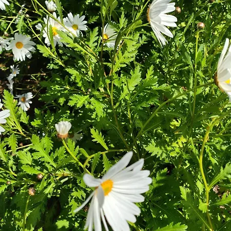 بيت للعطل Passa Da Nunu مونوبولي